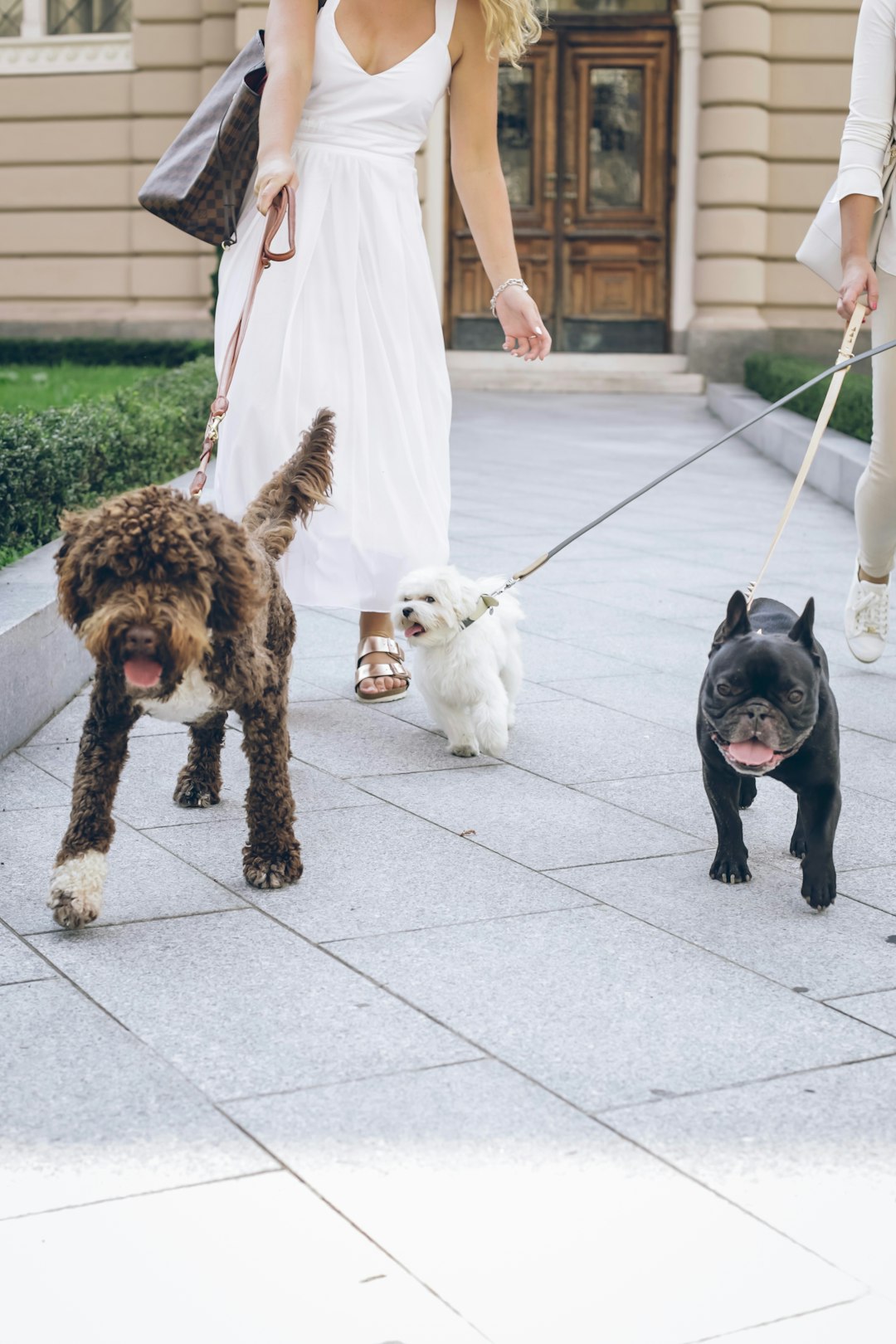 Women walking dogs in a city